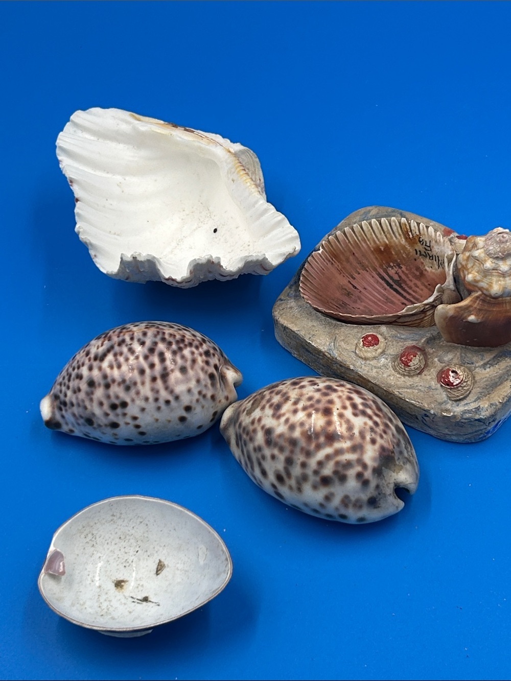 Speckled Cowrie Shells & Decorative Seashell Set (Brown, White, Pink)